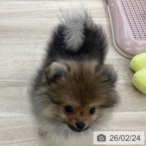ポメラニアンの写真