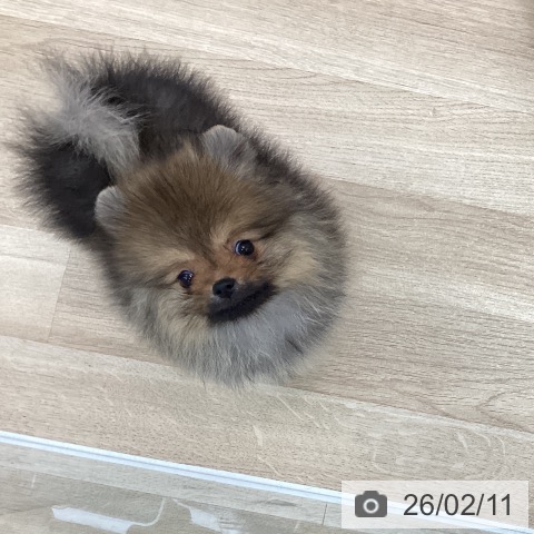 愛知県のポメラニアン (ペットプラス みなと店/2025年12月7日生まれ/女の子/オレンジ)の子犬の3枚目の画像