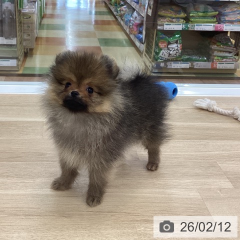 愛知県のポメラニアン (ペットプラス みなと店/2025年12月7日生まれ/女の子/オレンジ)の子犬の3枚目の画像