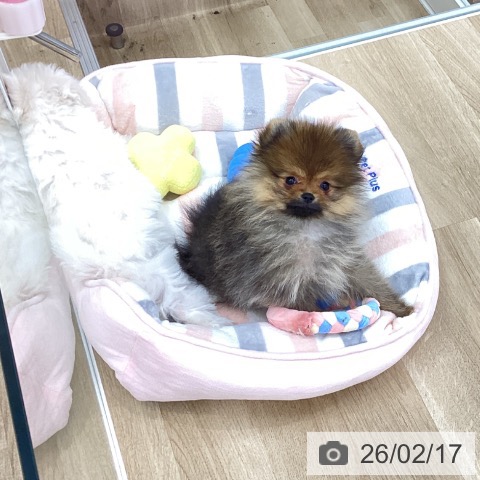 愛知県のポメラニアン (ペットプラス みなと店/2025年12月7日生まれ/女の子/オレンジ)の子犬の3枚目の画像