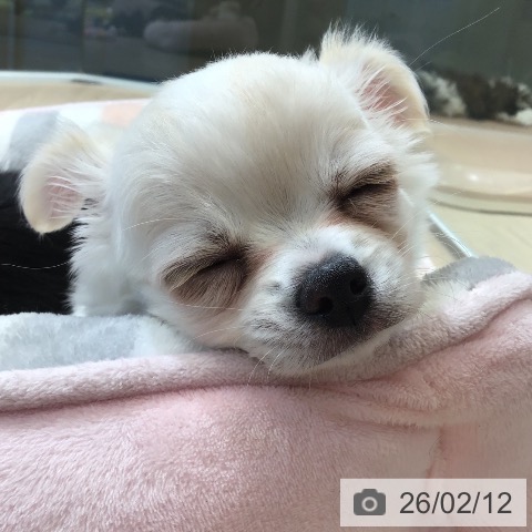富山県のチワワ(ロング) (ペットプラス 高岡店/2025年12月12日生まれ/女の子/ホワイトクリーム)の子犬の4枚目の画像