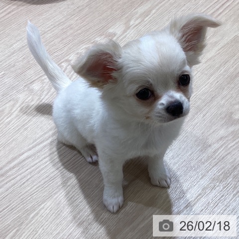 富山県のチワワ(ロング) (ペットプラス 高岡店/2025年12月12日生まれ/女の子/ホワイトクリーム)の子犬の4枚目の画像