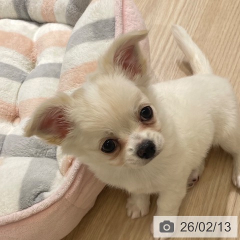 富山県のチワワ(ロング) (ペットプラス 高岡店/2025年12月12日生まれ/女の子/ホワイトクリーム)の子犬の3枚目の画像