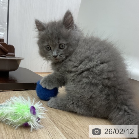 愛知県のマンチカン (ペットプラス 岡崎店/2025年12月12日生まれ/男の子/ブルー)の子猫の3枚目の画像