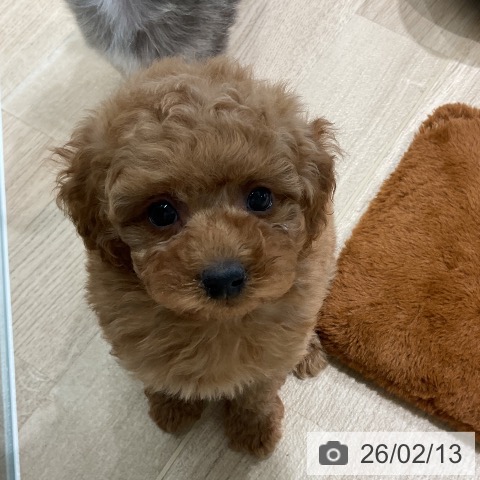 三重県のトイプードル(トイ) (ペットプラス 鈴鹿店/2025年12月12日生まれ/男の子/アプリコット)の子犬の4枚目の画像