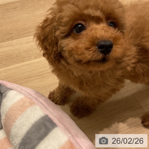 三重県のトイプードル(トイ) (ペットプラス 鈴鹿店/2025年12月12日生まれ/男の子/アプリコット)の子犬の4枚目の画像