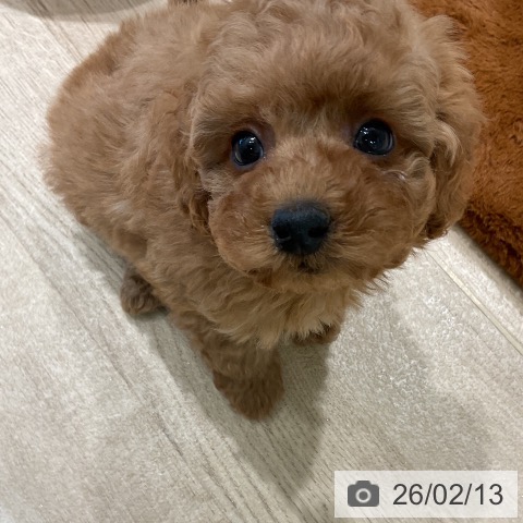 三重県のトイプードル(トイ) (ペットプラス 鈴鹿店/2025年12月12日生まれ/男の子/アプリコット)の子犬の3枚目の画像