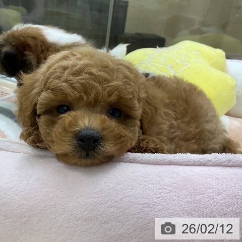 トイ・プードルの写真