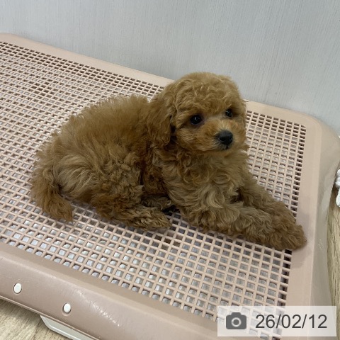 トイ・プードルの写真