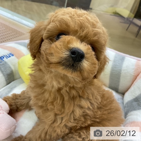 トイ・プードルの写真