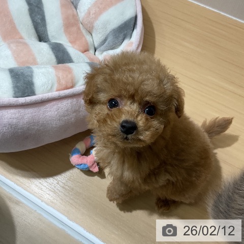 トイ・プードルの写真