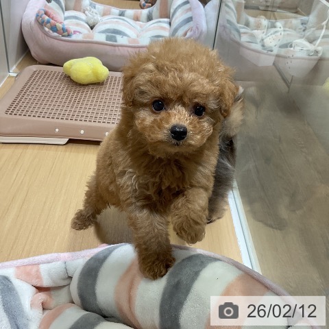 トイ・プードルの写真