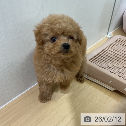 トイ・プードルの写真