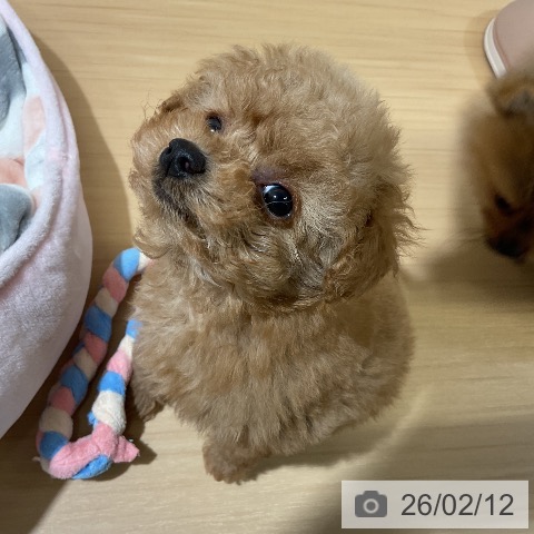 トイ・プードルの写真