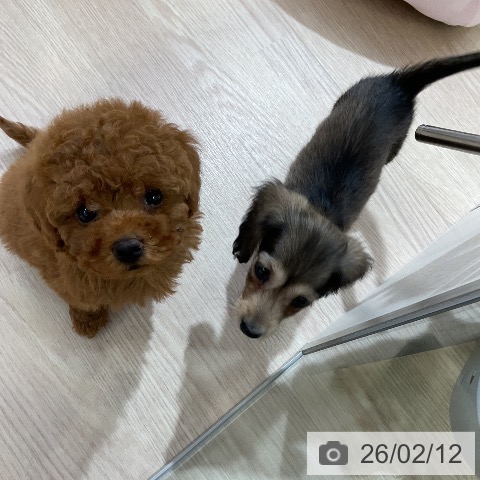 トイ・プードルの写真