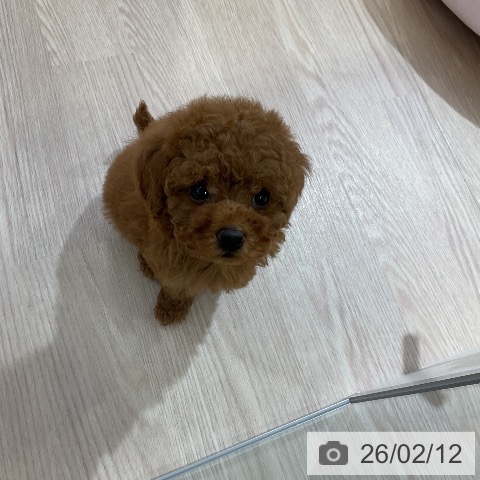 トイ・プードルの写真