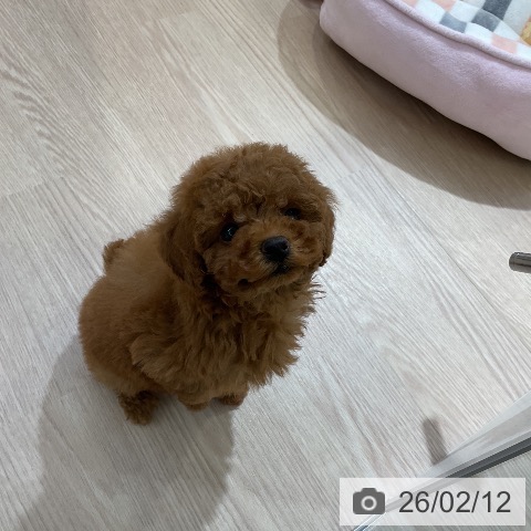 トイ・プードルの写真