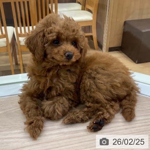 愛知県のトイプードル(トイ) (ペットプラス ナゴヤドーム前店/2025年12月12日生まれ/女の子/レッド)の子犬の3枚目の画像