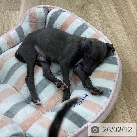 愛知県のイタリアングレーハウンド (ペットプラス mozoワンダーシティ店/2025年12月12日生まれ/男の子/ブルーホワイト)の子犬の3枚目の画像