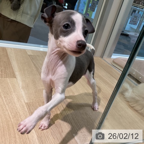 愛知県のイタリアングレーハウンド (ペットプラス 岡崎店/2025年12月12日生まれ/男の子/ブルーホワイト)の子犬の3枚目の画像