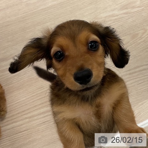 福井県のミニチュアダックスフンド(ロング) (ペットプラス 福井店/2025年12月11日生まれ/男の子/レッド)の子犬の4枚目の画像