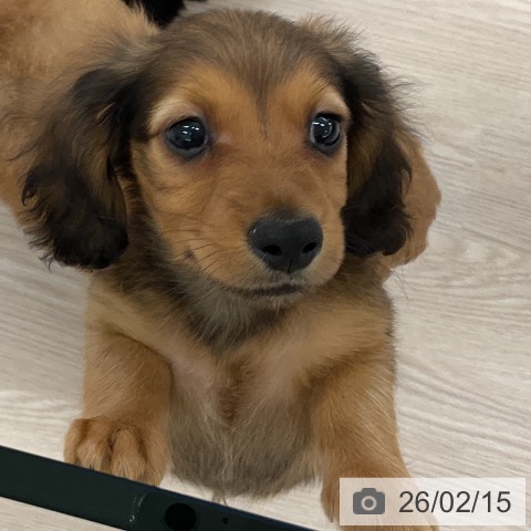 福井県のミニチュアダックスフンド(ロング) (ペットプラス 福井店/2025年12月11日生まれ/男の子/レッド)の子犬の3枚目の画像