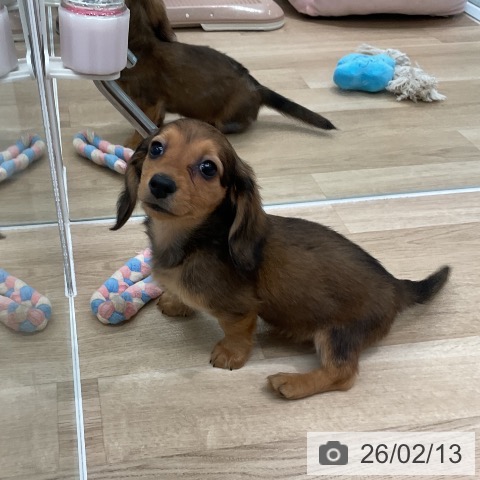 愛知県のミニチュアダックスフンド(ロング) (ペットプラス 熱田店/2025年12月11日生まれ/女の子/レッド)の子犬の3枚目の画像