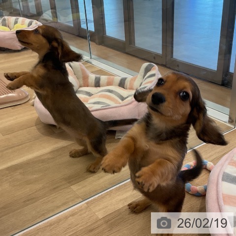 愛知県のミニチュアダックスフンド(ロング) (ペットプラス 熱田店/2025年12月11日生まれ/女の子/レッド)の子犬の3枚目の画像