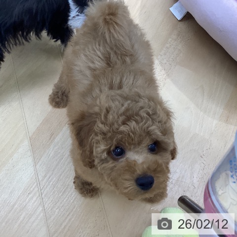 三重県のトイプードル(トイ) (ペットプラス 津南店/2025年12月12日生まれ/男の子/レッド)の子犬の4枚目の画像