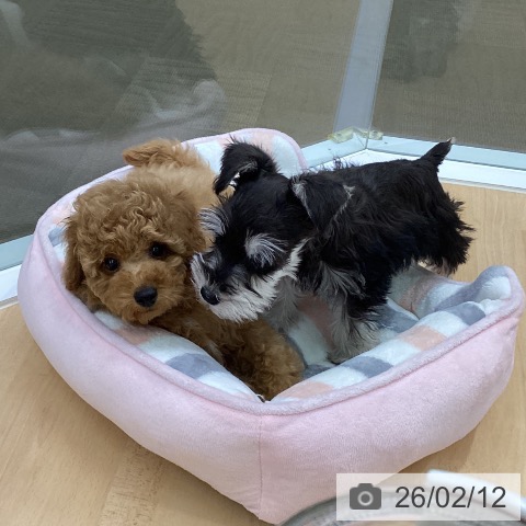 三重県のトイプードル(トイ) (ペットプラス 津南店/2025年12月12日生まれ/男の子/レッド)の子犬の3枚目の画像