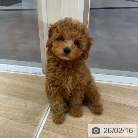 愛知県のトイプードル(トイ) (ペットプラス イオンモール豊川店/2025年12月12日生まれ/男の子/レッド)の子犬の3枚目の画像