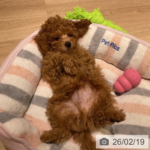 愛知県のトイプードル(トイ) (ペットプラス イオンモール豊川店/2025年12月12日生まれ/男の子/レッド)の子犬の4枚目の画像