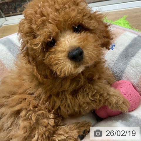 愛知県のトイプードル(トイ) (ペットプラス イオンモール豊川店/2025年12月12日生まれ/男の子/レッド)の子犬の3枚目の画像