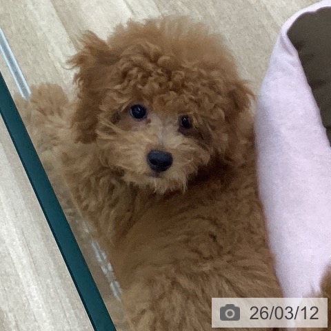 愛知県のトイプードル(トイ) (ペットプラス 豊橋牧野店/2025年12月12日生まれ/男の子/レッド)の子犬の4枚目の画像