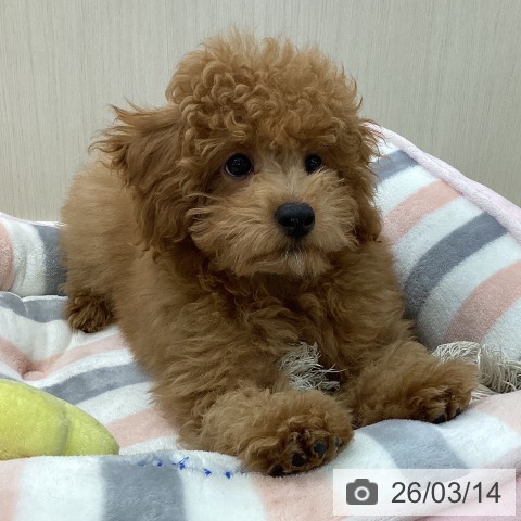 愛知県のトイプードル(トイ) (ペットプラス 豊橋牧野店/2025年12月12日生まれ/男の子/レッド)の子犬の3枚目の画像