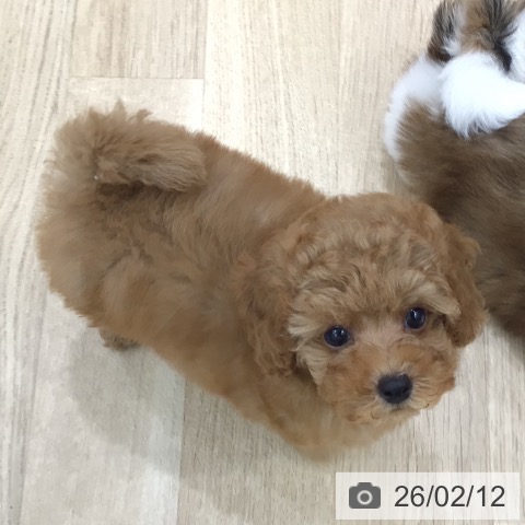 岐阜県のトイプードル(トイ) (ペットプラス 各務原店/2025年12月12日生まれ/女の子/レッド)の子犬の4枚目の画像