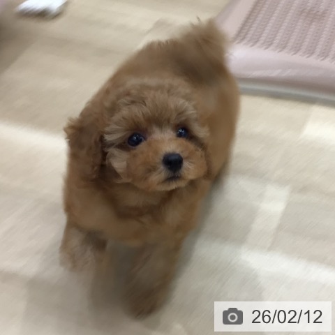 岐阜県のトイプードル(トイ) (ペットプラス 各務原店/2025年12月12日生まれ/女の子/レッド)の子犬の3枚目の画像