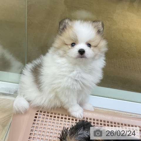 愛知県のポメラニアン (ペットプラス mozoワンダーシティ店/2025年12月10日生まれ/男の子/パーティーカラー)の子犬の4枚目の画像