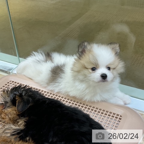 愛知県のポメラニアン (ペットプラス mozoワンダーシティ店/2025年12月10日生まれ/男の子/パーティーカラー)の子犬の3枚目の画像