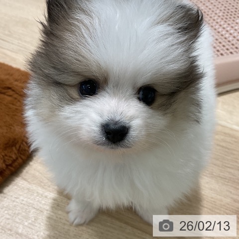 三重県のポメラニアン (ペットプラス 鈴鹿店/2025年12月10日生まれ/女の子/パーティーカラー)の子犬の3枚目の画像