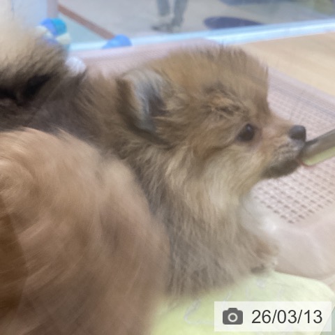 愛知県のポメラニアン (ペットプラス 三好店/2025年12月10日生まれ/女の子/オレンジ)の子犬の4枚目の画像