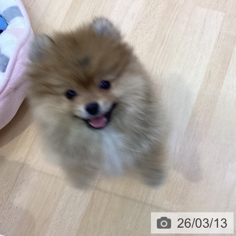 愛知県のポメラニアン (ペットプラス 三好店/2025年12月10日生まれ/女の子/オレンジ)の子犬の3枚目の画像