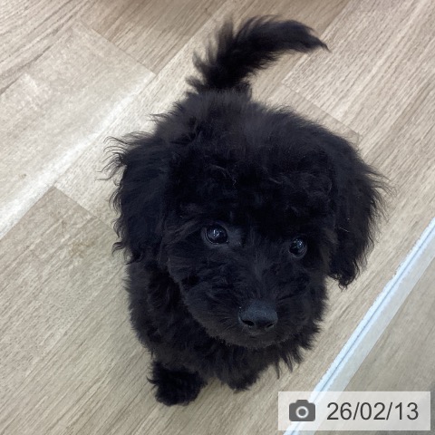 愛知県のトイプードル(トイ) (ペットプラス 千音寺店/2025年12月8日生まれ/男の子/ブラック)の子犬の4枚目の画像