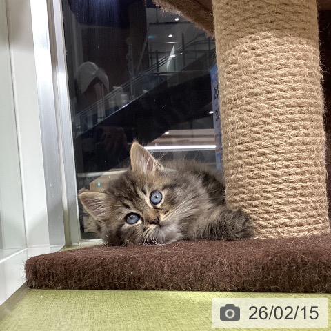石川県のラガマフィン (ペットプラス 白山店/2025年12月7日生まれ/男の子/ブラウンタビー)の子猫の3枚目の画像