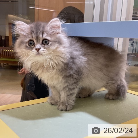 ペルシャの写真