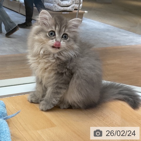 ペルシャの写真