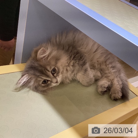 愛知県のペルシャ (ペットプラス mozoワンダーシティ店/2025年12月14日生まれ/女の子/ブルーチンチラゴールデン)の子猫の3枚目の画像