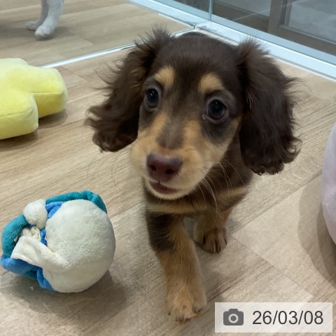 愛知県のミニチュアダックスフンド(ロング) (ペットプラス 熱田店/2025年12月11日生まれ/女の子/チョコレートタン)の子犬の4枚目の画像