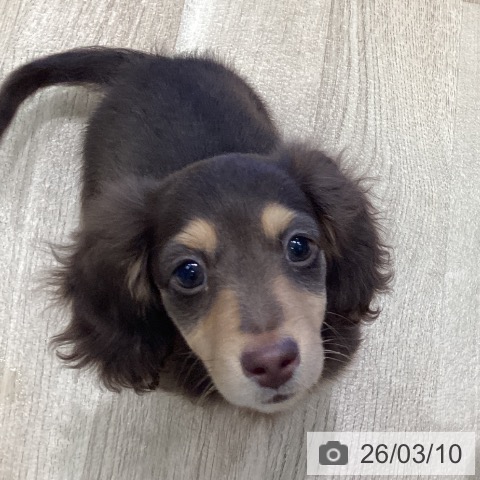 愛知県のミニチュアダックスフンド(ロング) (ペットプラス 熱田店/2025年12月11日生まれ/女の子/チョコレートタン)の子犬の3枚目の画像