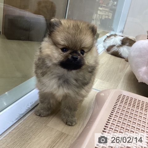 ポメラニアンの写真